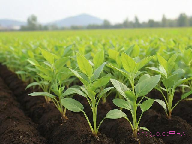 包含黄精幼苗种植技术的词条