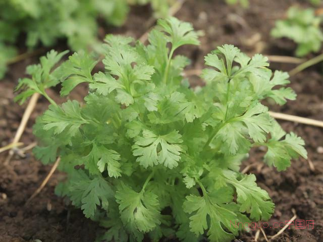 山芫荽种植技术,山香菜又叫什么名字