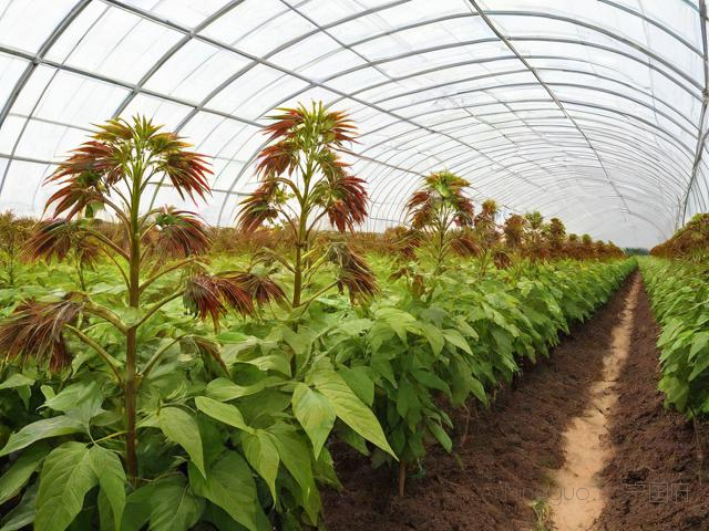 香椿大棚种植技术,香椿大棚种植技术规程