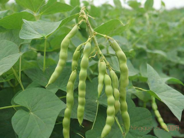 绿豆种植技术与管理,绿豆种植技术与管理方法