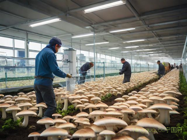 蘑菇的种植技术视频及视频,蘑菇种植的方法与材料视频