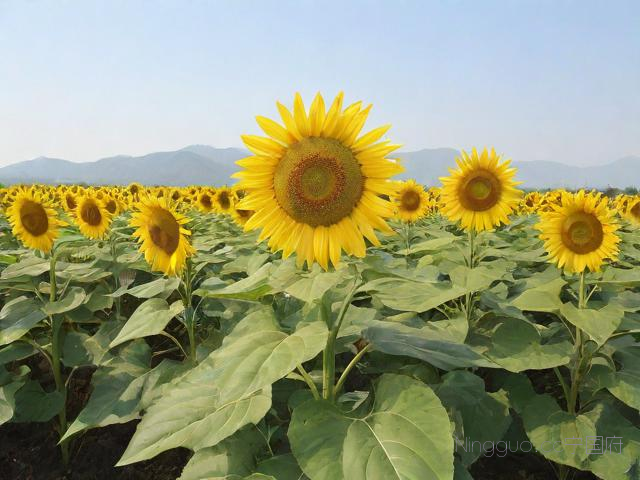 油葵种植技术视频教程,油葵栽培技术