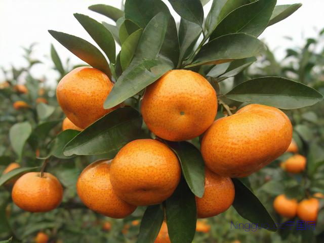 沙糖桔种植管理技术,沙糖桔的栽培与管理