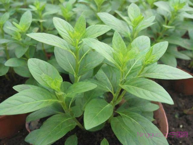 重楼的种子种植技术,重楼种子种植技术要点