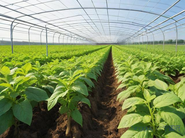 天冬种植技术与栽培管理,天冬的栽培种植技术方法