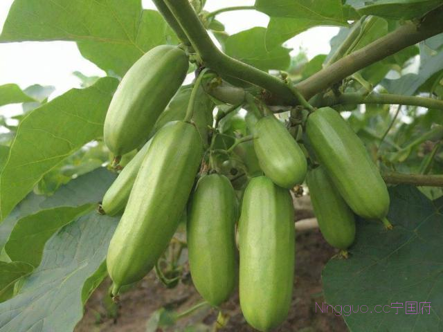 布福娜种植技术大全,布福娜种子怎样培育