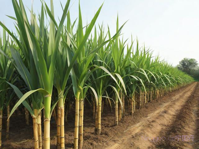 种植甘蔗管理技术,如何种植甘蔗与管理