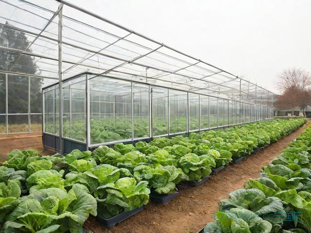 反季蔬菜大棚种植技术,反季节蔬菜大棚种植技术