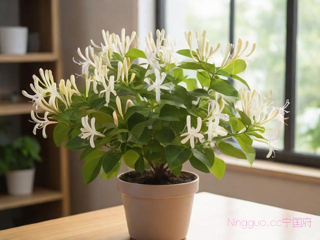 金银花室内种植技术,金银花室内种植和管理