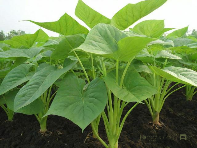 魔芋种植技术和管理,魔芋种植技术要点魔芋种植5147阅读