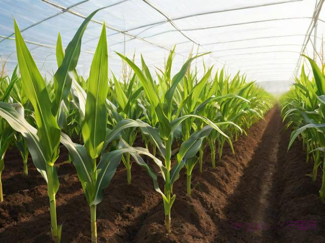 大棚玉米种植技术,大棚玉米怎样育苗