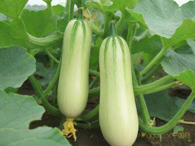 西葫芦种植技术完整版,西葫芦种植方法