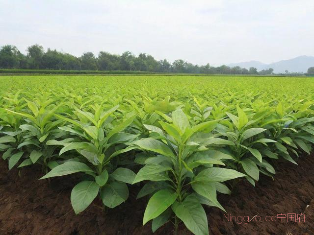 重楼种植技术大全书,如何种植重楼?重楼的种植技术视频