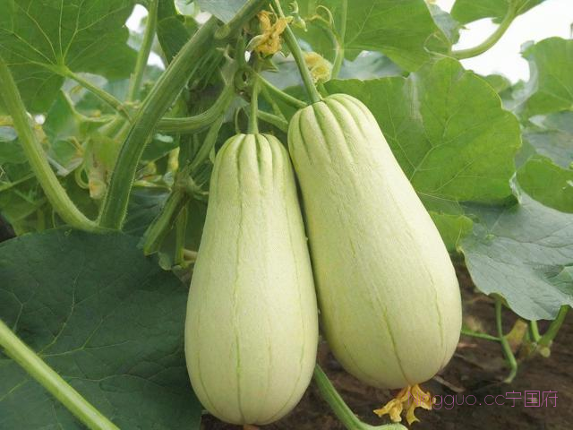 佛手瓜种植的技术,佛手瓜种植技术大全