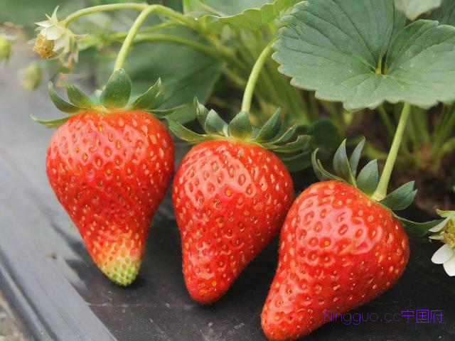 草莓种植技术讲解,草莓种植技术指导