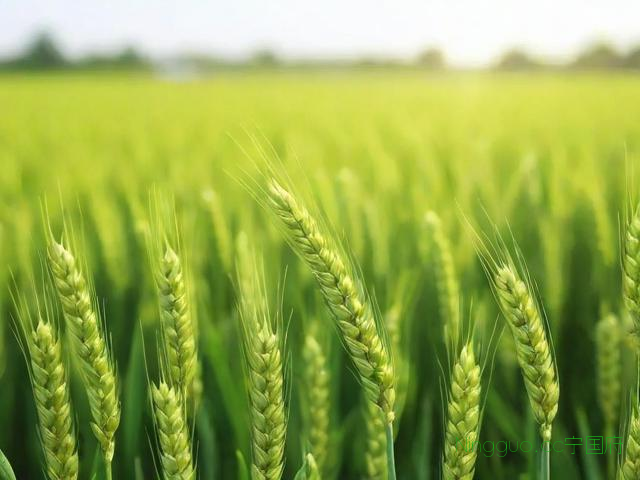 小麦种植技术农广天地,小麦种植新技术