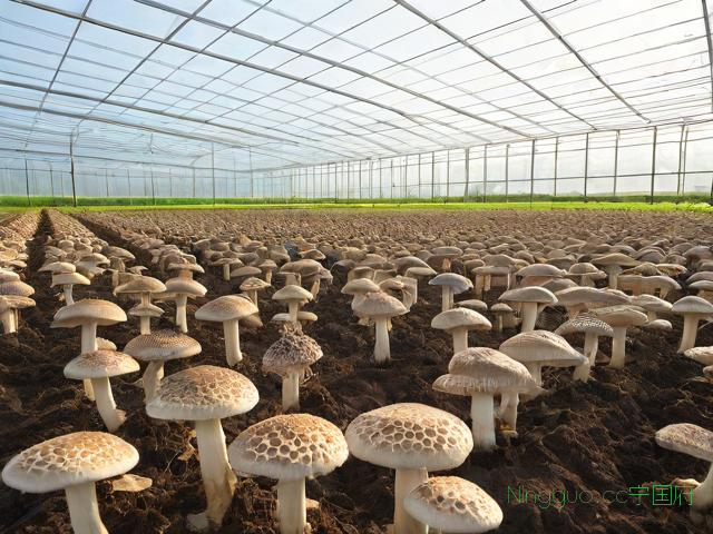 羊肚菌种植技术成熟吗,羊肚菌种植怎么样