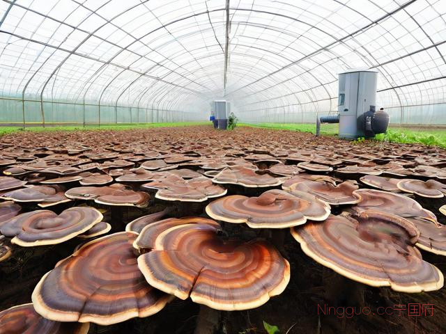 大棚灵芝种植技术,大棚灵芝种植技术与管理