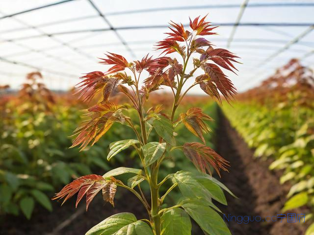 温室大棚香椿种植技术,大棚香椿效益怎么样