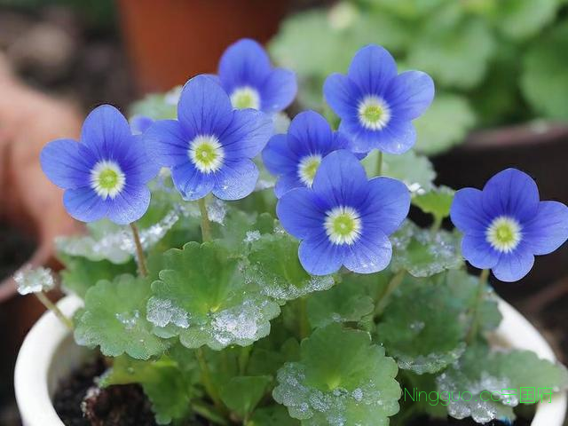 冰凌草的种植技术,冰凌花怎么种植