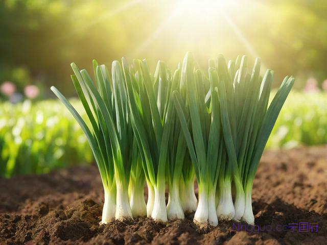 韭菜种植技术和时间,韭菜种植技术和时间方法