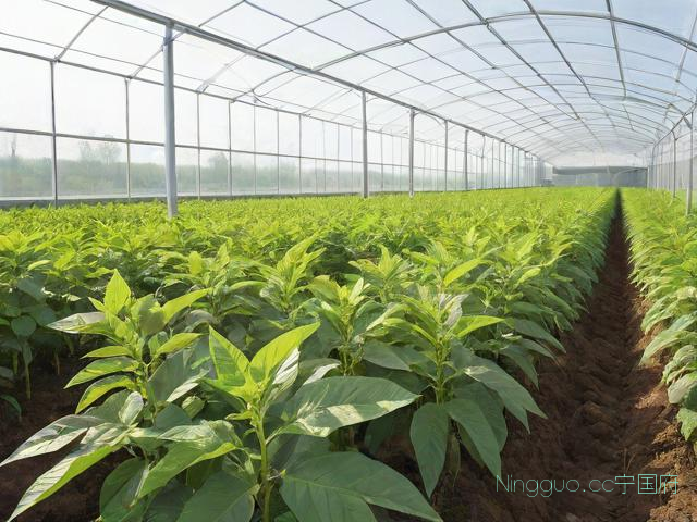 玛咖种植技术,玛咖如何种植