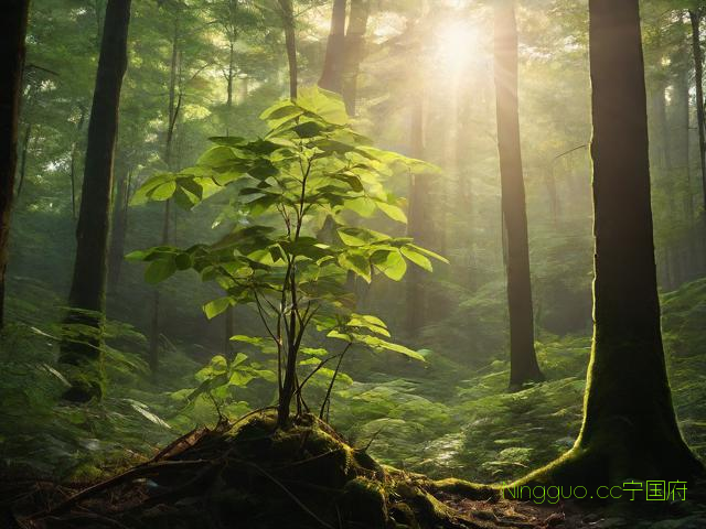 七叶重楼种植技术,七叶莲是重楼吗