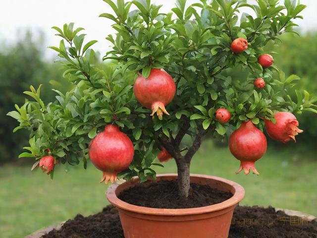 石榴种植盆栽技术,石榴种植盆栽技术要点