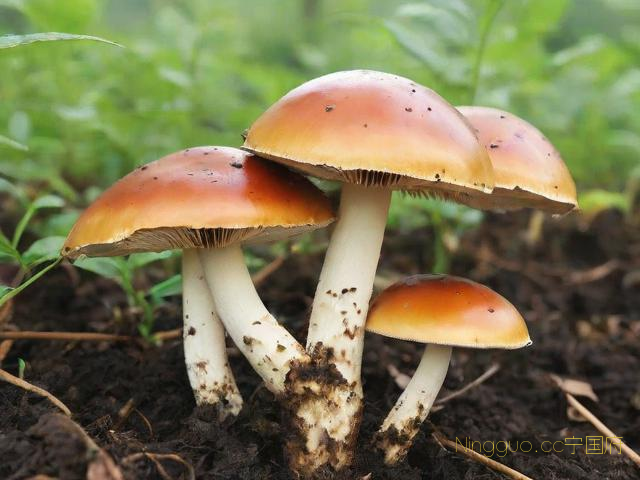 贵州赤松茸种植技术,赤松茸菌种怎么种植