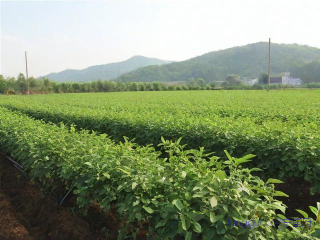 花椒育苗种植技术,花椒育苗种植技术与管理