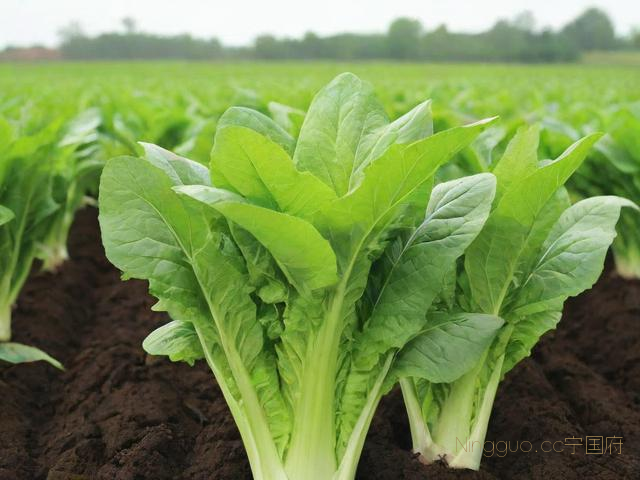 贡菜种植技术,贡菜种植技术及病害