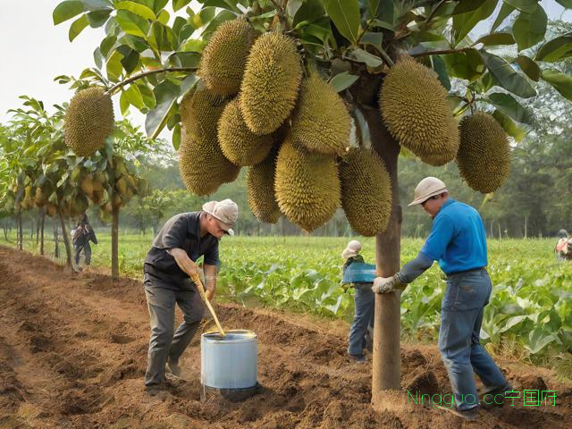 干苞榴莲蜜种植技术,干苞榴莲蜜种植技术与管理