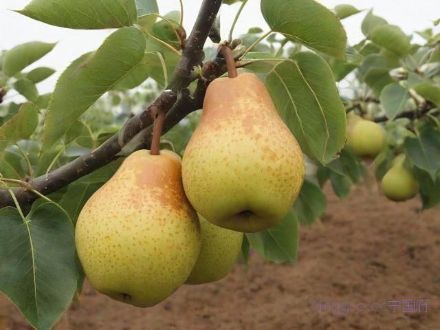 梨树种植技术,梨树种植技术要点