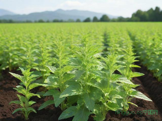 蕲艾的种植和栽培技术,蕲艾的种植方法
