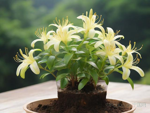 金线莲种植栽培技术,金线莲种植方法与土植视频