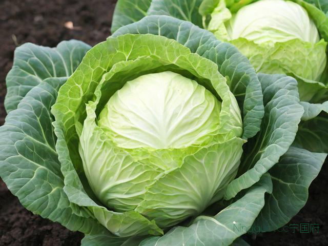 球生菜种植技术与管理,球生菜的种植方法和时间