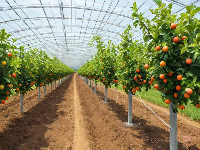 果树种植新技术,果树种植管理技术