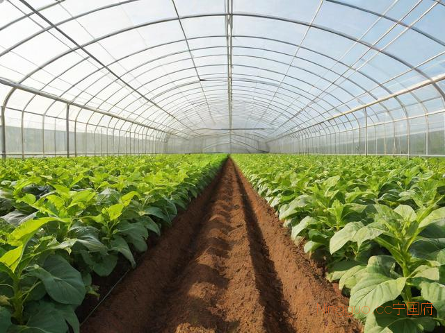 大棚蔬菜种植技术论文,农村蔬菜大棚种植论文