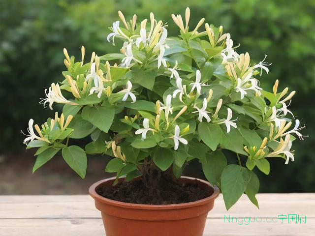 盆栽金银花种植技术,盆栽金银花种植技术要点