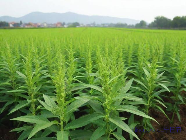 芝麻种植技术百草霜,白芝麻种植技术与管理