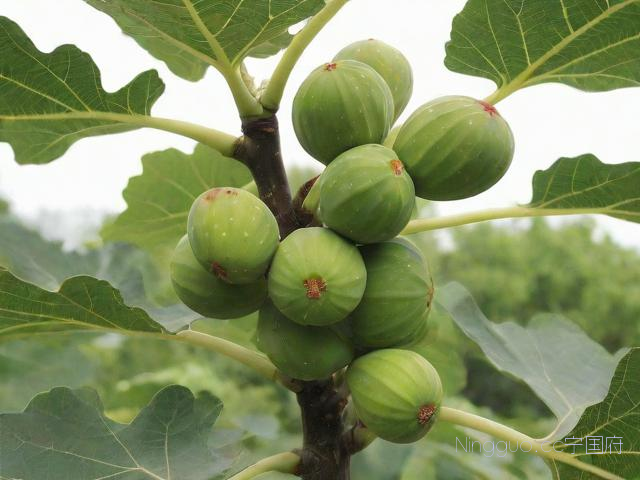 地栽无花果种植技术,地栽无花果修剪图解
