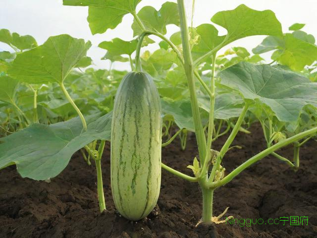 七叶瓜的种植技术,七叶瓜的种植技术与管理