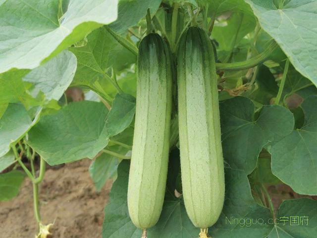 丝瓜种植技术要求,丝瓜种植技术要求高吗