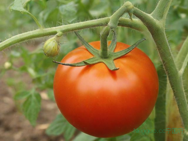 番茄根结线虫种植技术,番茄根结线虫种植技术与管理