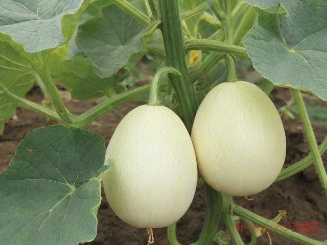 薄皮甜瓜种植技术,薄皮甜瓜种植技术要点
