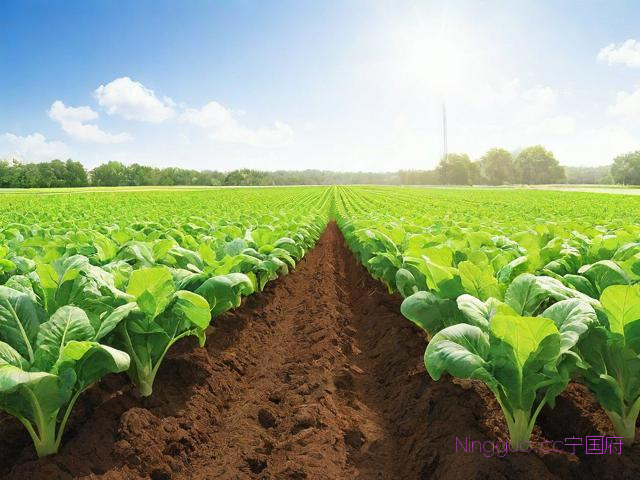 蔬菜种植技术培训资料,蔬菜种植技术培训资料怎么写