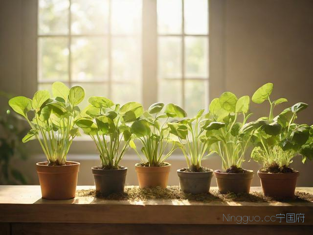 种植苗芽菜技术,种植芽苗菜的亲身经历