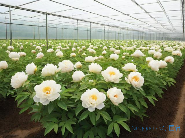 油牡丹种植技术,油牡丹种苗