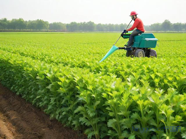芹菜的种植技术,芹菜种植技术和管理施肥
