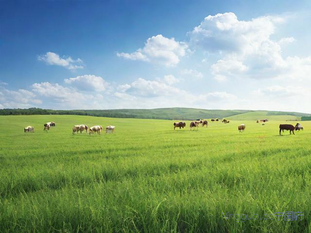 畜牧草种植技术,畜牧业草种